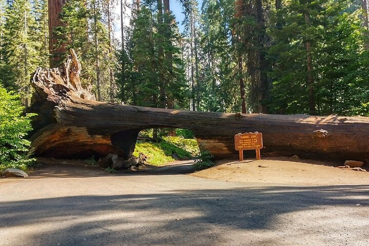 Giant Sequoia Private Tour