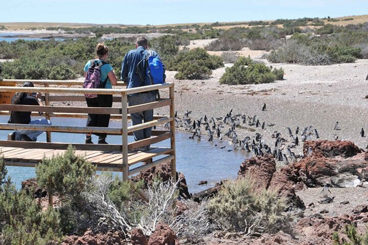 Private Tour for Punta Tombo Cruise Ships