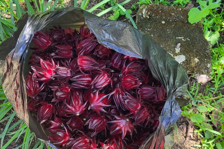 St. Lucia Food and Rum Tour - Taste authentic St. Lucian Food and Culture