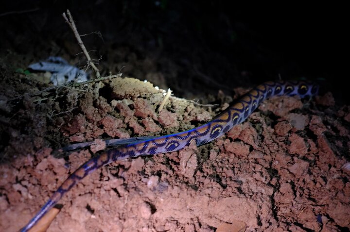 6-Day Amazon Odyssey: Private Amacayacu Ancestral Expedition