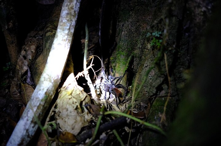 6-Day Amazon Odyssey: Private Amacayacu Ancestral Expedition