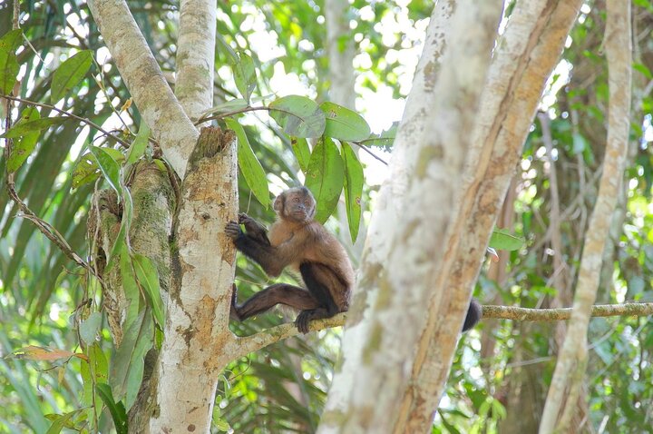 6-Day Amazon Odyssey: Private Amacayacu Ancestral Expedition