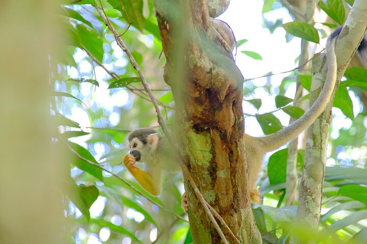 6-Day Amazon Odyssey: Private Amacayacu Ancestral Expedition