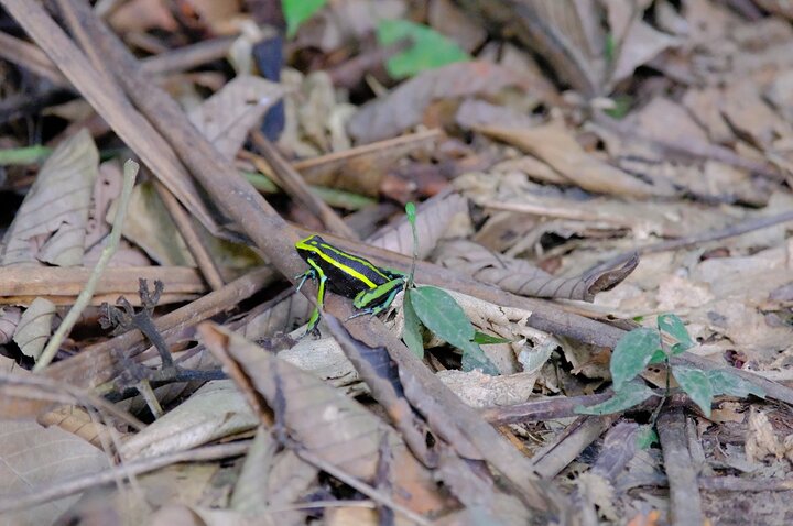 6-Day Amazon Odyssey: Private Amacayacu Ancestral Expedition