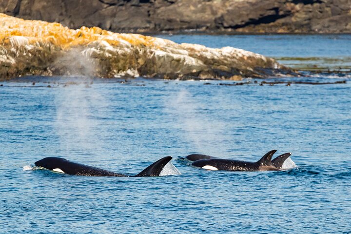 Summer Victoria Whale Watching Tour on a Covered Vessel