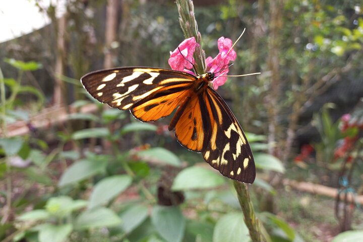 Mindo Cloud Forest: Hummingbirds, Birding & Waterfall Tour