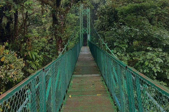 Monteverde Cloud Forest Hanging Bridges Guided Walk