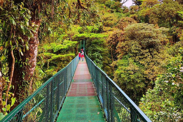 Monteverde Cloud Forest Hanging Bridges Guided Walk