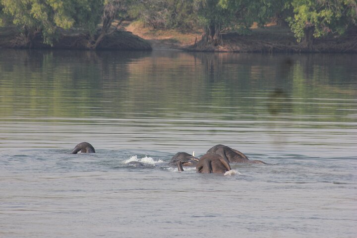 Full-Day Chobe Trip Botswana