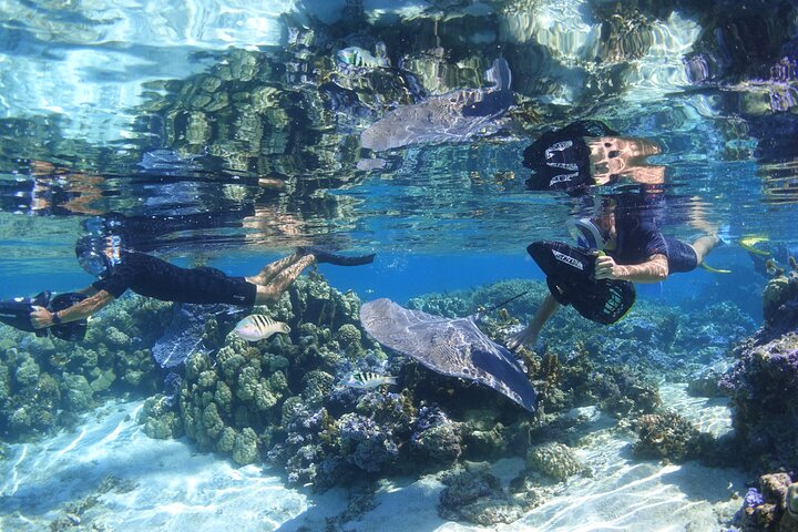 Sea Scooter Jet Snorkeling : Swim with Turtles, Rays & Sharks