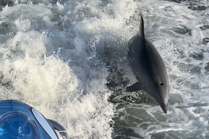 Frisky Mermaid Dolphin + Sightseeing Cruise in Pensacola Beach