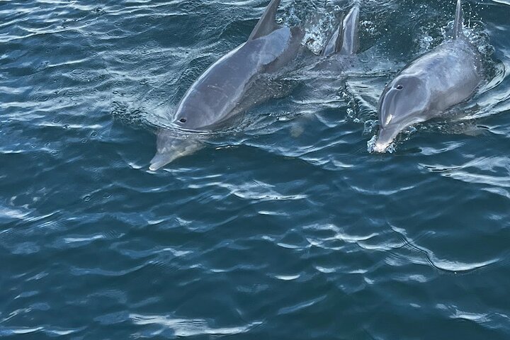 Frisky Mermaid Dolphin + Sightseeing Cruise in Pensacola Beach