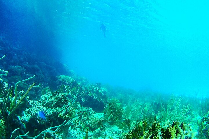 4-hour snorkel cruise to Underwater Sculptures with boat dogs