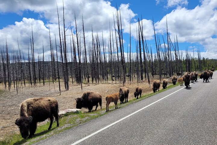 Full-Day Guided Yellowstone Day Tour