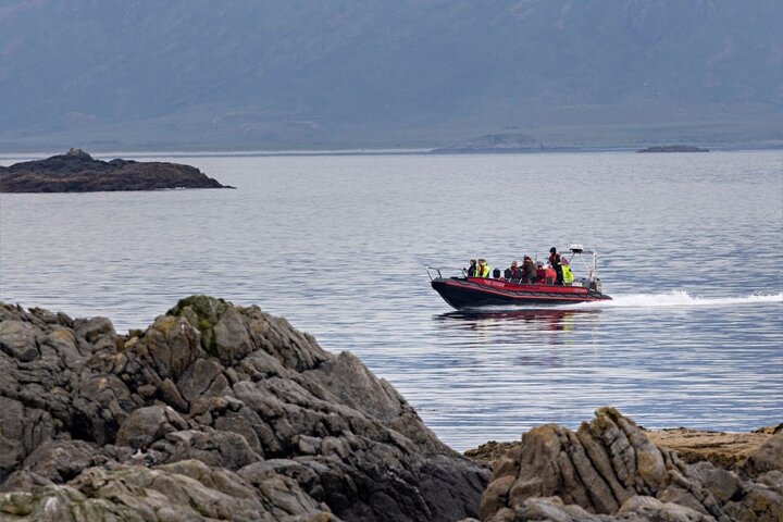 From Nyksund: RIB Boat Seal and Bird Safari
