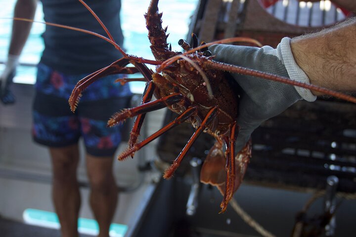 Kalbarri Rock lobster Pot Pull Tour in Kalbarri