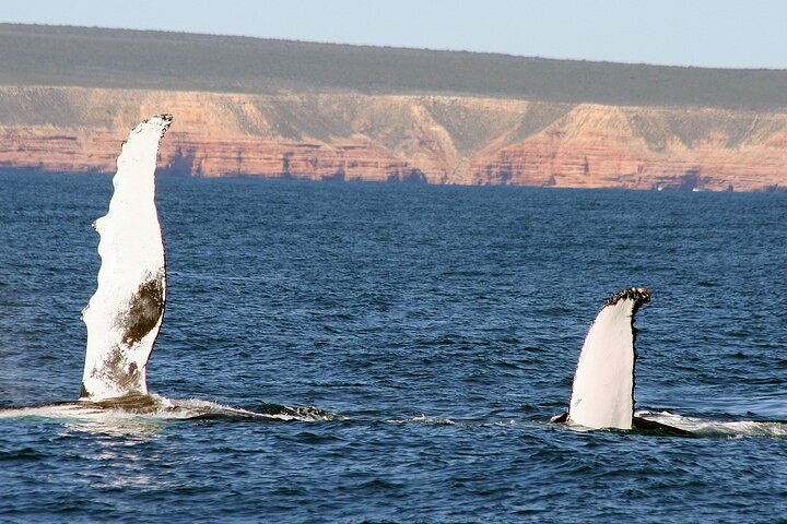 Kalbarri Whale Watching Tour Guided