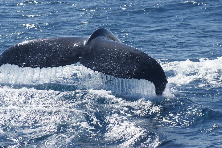 Kalbarri Whale Watching Tour Guided
