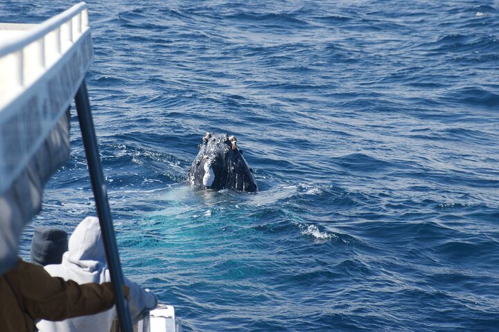 Kalbarri Whale Watching Tour Guided