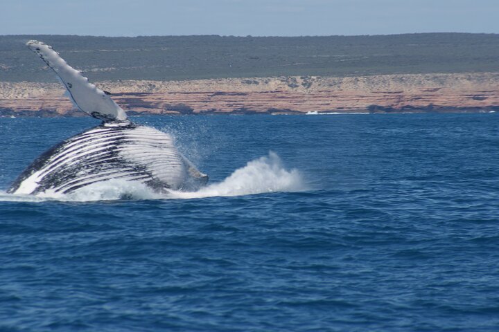 Kalbarri Whale Watching Tour Guided