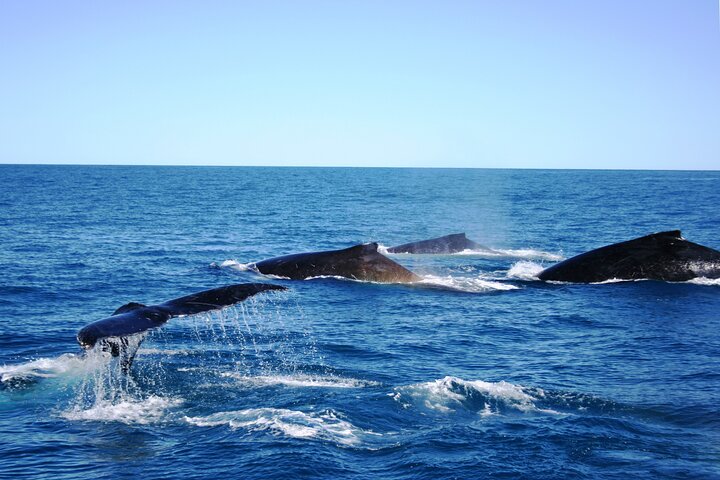 Kalbarri Whale Watching Tour Guided