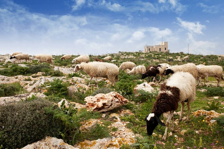Mdina and Highlights of Malta Full Day Guided Tour Incl. Lunch and Transfers