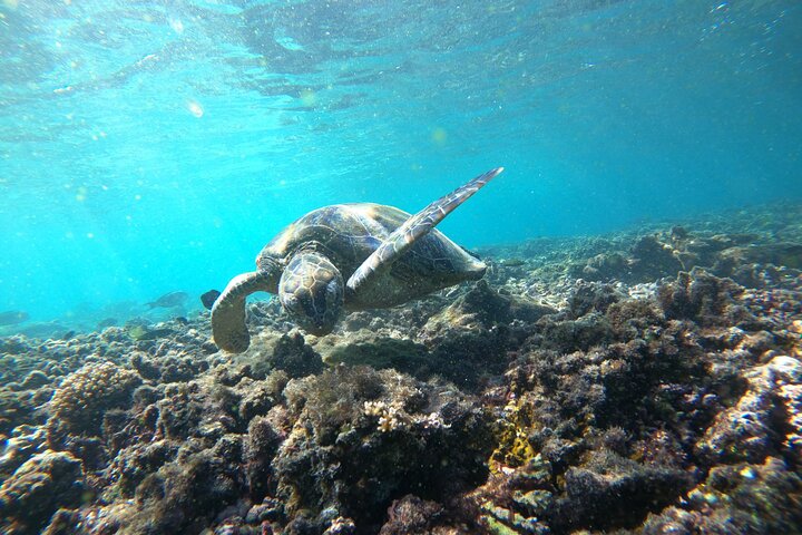 Snorkeling at Dimaniyat Islands and Dolphin Watching (Half-Day)
