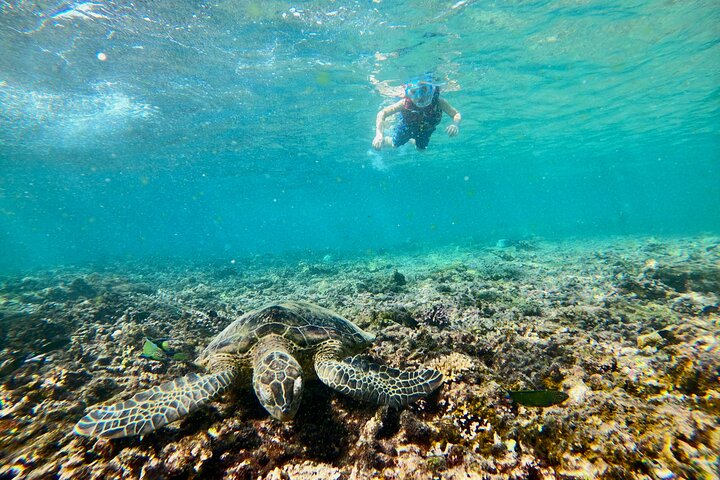 Snorkeling at Dimaniyat Islands and Dolphin Watching (Half-Day)