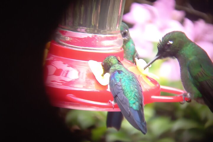 Mindo Cloud Forest: Hummingbirds, Birding & Waterfall Tour