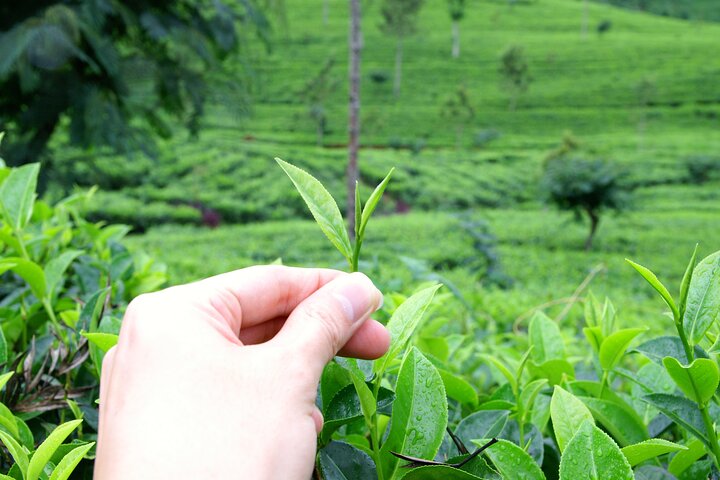 Halpewatte Tea Plantation Tour in Ella, Sri Lanka