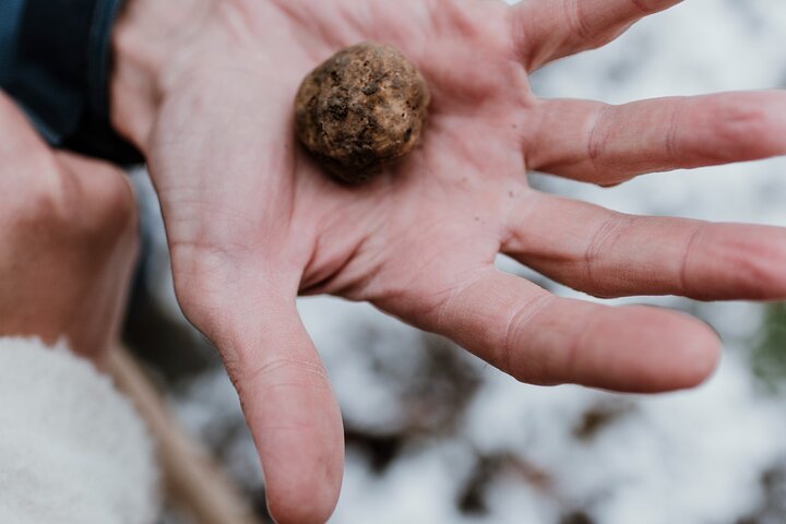 Truffle Hunting and Cheese, Truffle & Wine Tasting near Alba