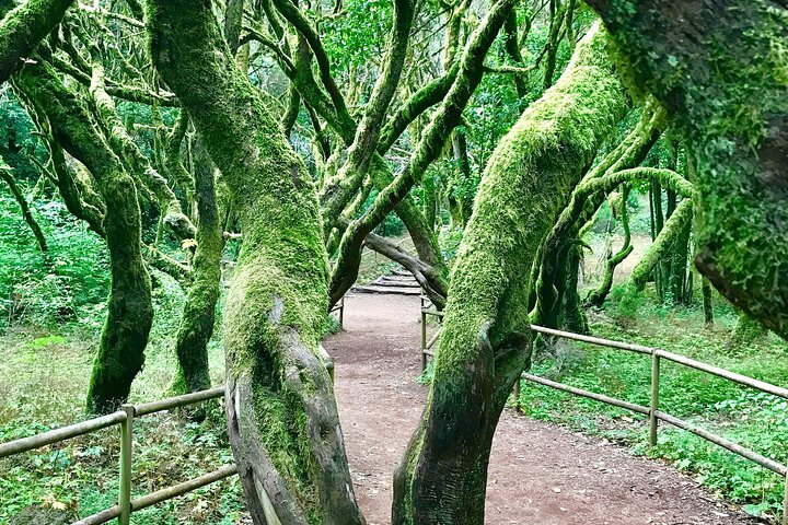 La Gomera: VIP experience in the Garajonay National Park