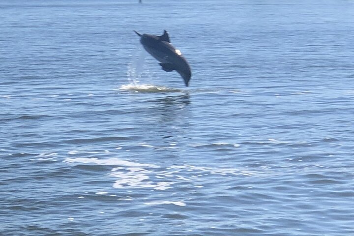 Cocoa Beach Dolphin and Wildlife Tour