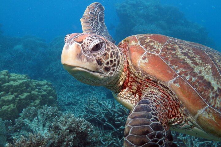 Snorkelling or Glass Bottom Boat at Green Island from Cairns