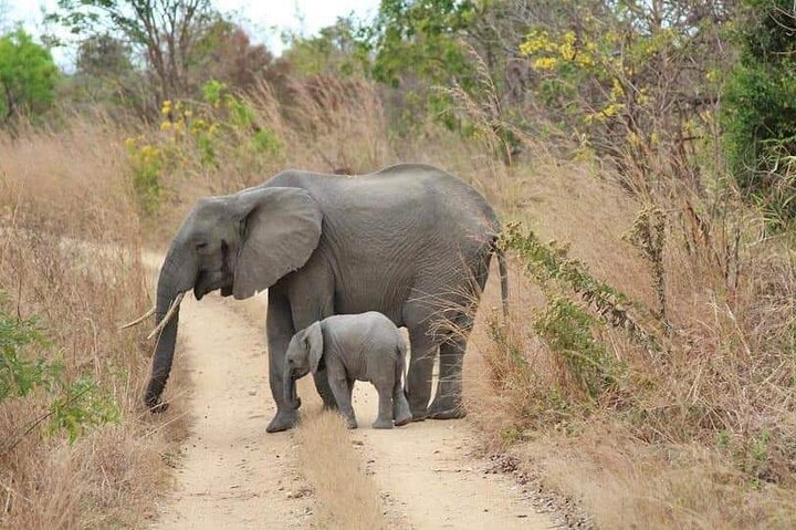3 Days Selous (Nyerere National Park) Safari from Zanzibar & Back