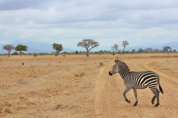 3 Days Selous (Nyerere National Park) Safari from Zanzibar & Back