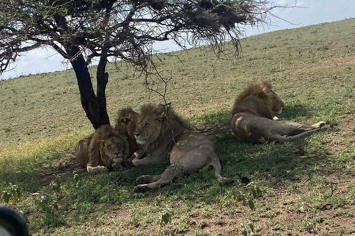 3 Days Selous (Nyerere National Park) Safari from Zanzibar & Back