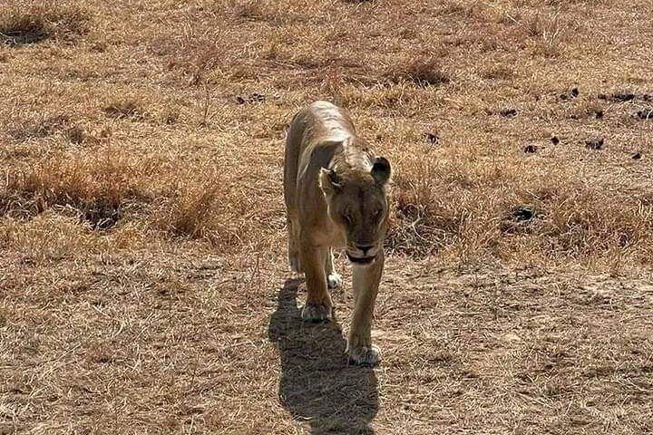 3 Days Selous (Nyerere National Park) Safari from Zanzibar & Back