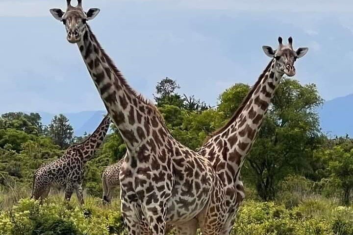3 Days Selous (Nyerere National Park) Safari from Zanzibar & Back