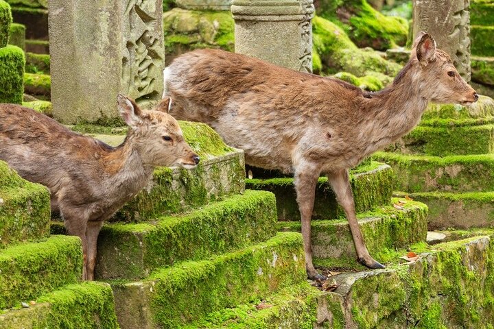 Arashiyama & Nara Highlights: One-Day Private Tour Adventure