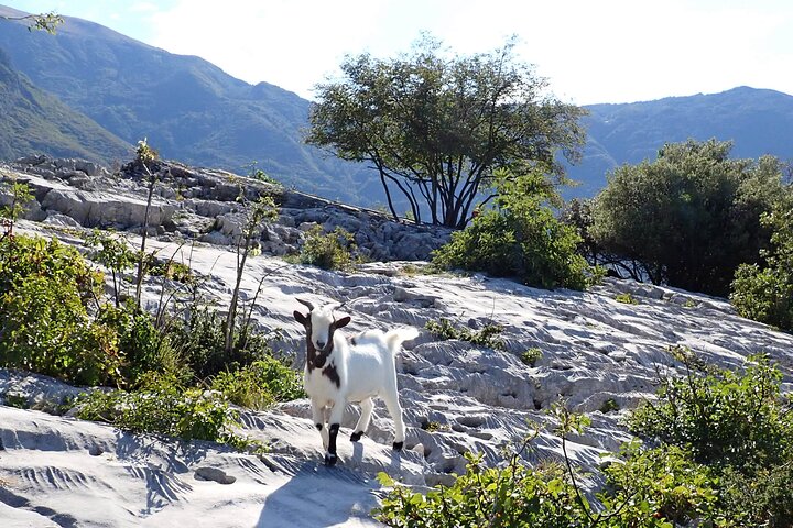 3-Hour Easy Via Ferrata to Sentiero Colodri for whole Family