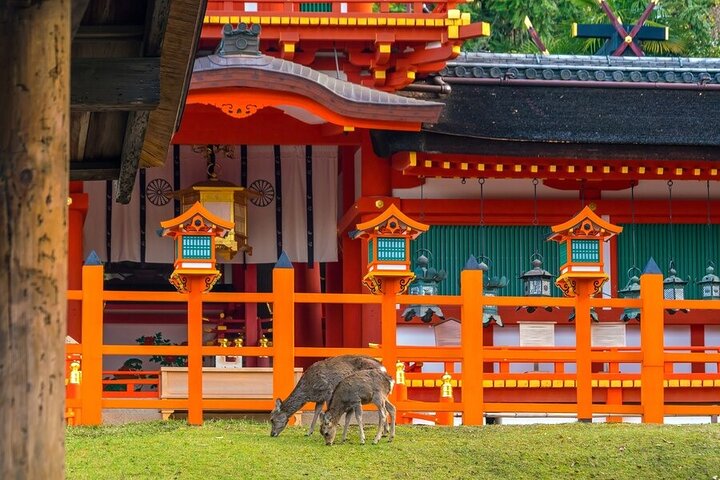 Arashiyama & Nara Highlights: One-Day Private Tour Adventure