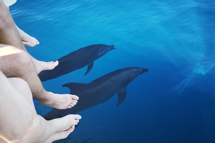 Half-Day Dolphin Watching and Snorkeling in Samara