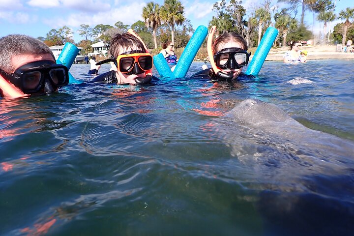 Most Popular 3hr Manatee Swim Tour + In-Water Guide!