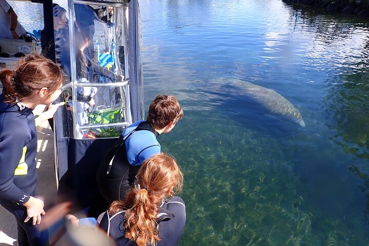 Most Popular 3hr Manatee Swim Tour + In-Water Guide!