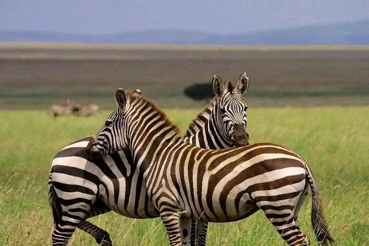 Day Trip Safari to Mikumi National Park from Zanzibar