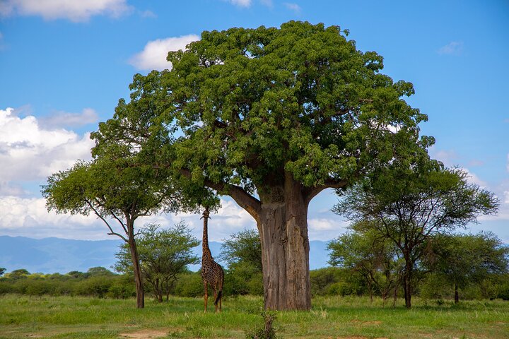 From Arusha: 11 Days famous Serengeti Inside out safari trip