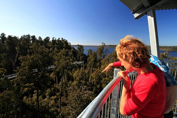 West Coast Tower Zipline & Treetop Walk Combo