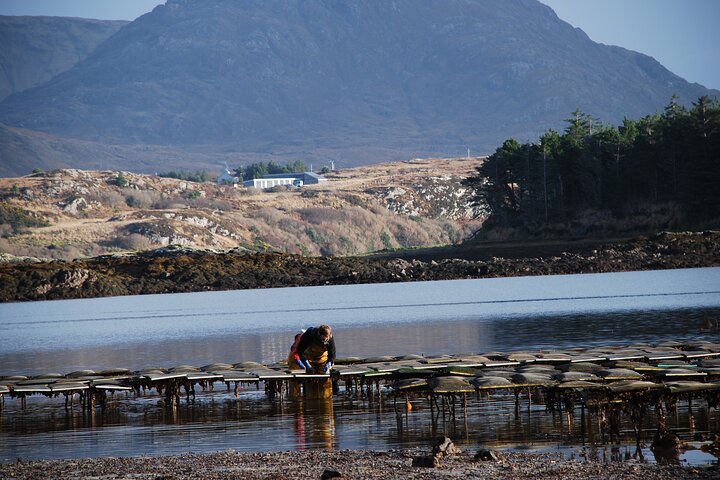 Oyster Farm and Tasting Experience