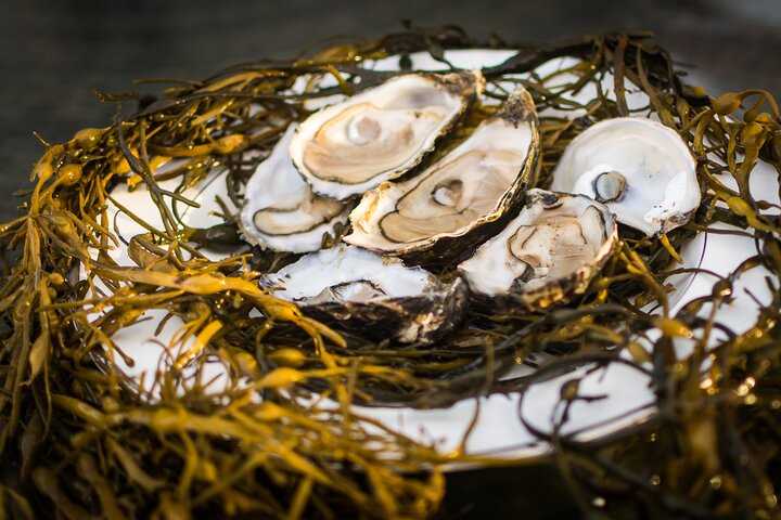 Oyster Farm and Tasting Experience